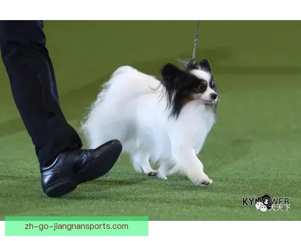 普拉提比赛精彩纷呈，谁将问鼎桂冠？